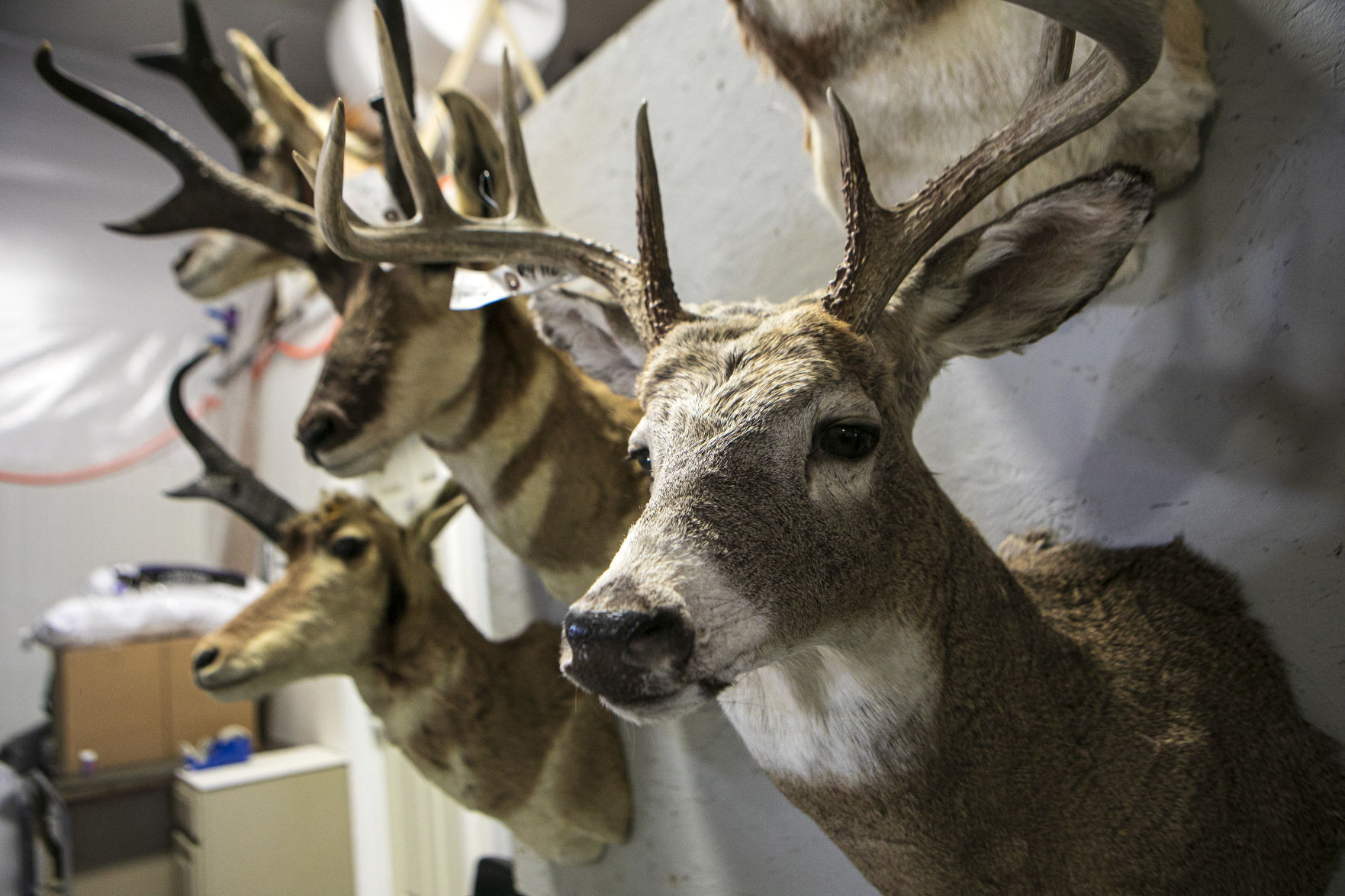 Trophy heads